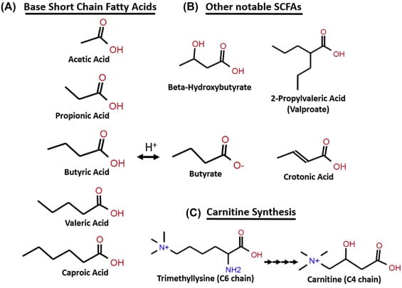 الأحماض العضوية  Organic acids