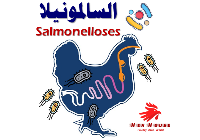 السالمونيلا