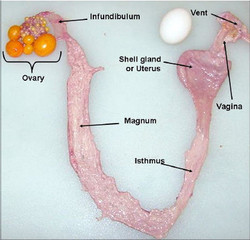 الوضع الداخلي للبيض في الدجاج البياض Internal laying أسبابه وميكانيكيه حدوثه