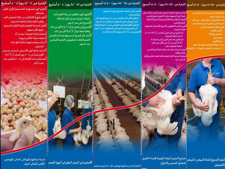 ترتيب عمليات التربية في الأمهات حسب الأسابيع