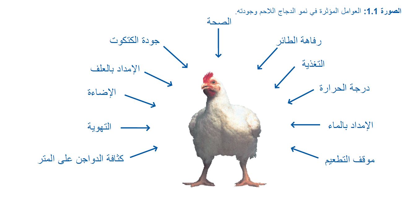 دليل إدارة الدجاج اللاحم من روص