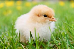 hen house
